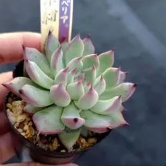 【紫紺の矢】ミックスベリア　おらいさん苗　エケベリア