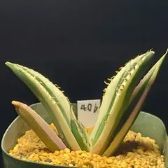 多肉植物　アガベ　チタノタ　スナグルトゥース　406のサムネイル