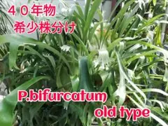 格好良くて育てやすい　ビフルカッムcv.オールド　希少株原種　子株付き　大株 格好良くて育てやすい ビフルカッムcv.オールド 希少株原種 株分け品