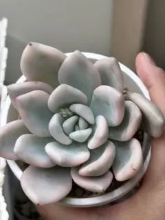 2026年最新】多肉 オパリナ錦の人気アイテム - メルカリ