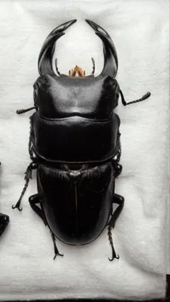 イヘヤノコギリクワガタ 大型個体 標本 - メルカリ