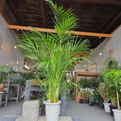 ①　アレカヤシ『スーパーアレカヤシ』9号　特大苗木最高等級極上品‼️　希望品種 ① アレカヤシ『スーパーアレカヤシ』9号 特大苗木最高等級極上品