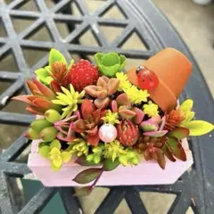 2026年最新】多肉植物 寄せ植え そのまま飾れるの人気アイテム - メルカリ
