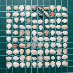 【15】　貝殻　色々　約0.5cm〜約1.0cm 極小　貝