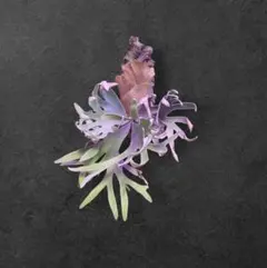 2026年最新】ビカクシダの人気アイテム - メルカリ