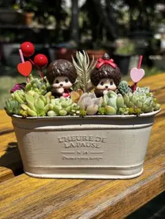 2026年最新】多肉寄せ植えの人気アイテム - メルカリ