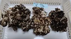 天然アミガサタケ スーパー特大サイズ 京都産国産ブラックモリーユ③