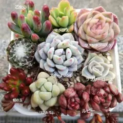 多肉植物 寄せ植えセット