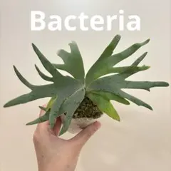 willinckii bacteria × OMG ミックス spore - メルカリ