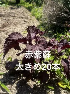 不起耕自然栽培、色の組合わせ可能、計5本、赤紫蘇、or青紫蘇抜き苗