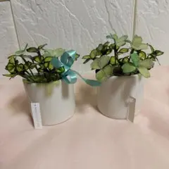 四つ葉のクローバー(幸福の色！)2個セット！