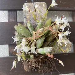 花終　洋蘭原種　エリア　オベサのサムネイル