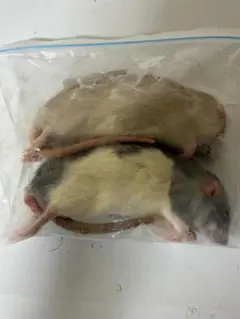 40匹セット150g～200g冷凍ラット - メルカリ