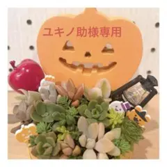 メルカリ便♫多肉植物寄せ植え♫そのまま飾れる♫ハロウィン