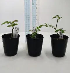 【発根済挿し木苗】ノイバラ「赤ずきん」&屋久島ノイバラ&極姫バラ　茜姫のサムネイル