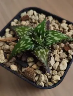 2026年最新】アロエ ハイブリットの人気アイテム - メルカリ