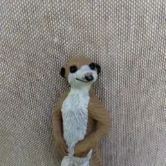 ミーアキャットのサムネイル