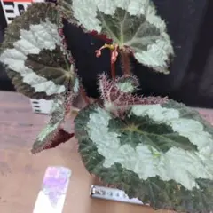 青光り】Begonia Pseud Longiciliata ベゴニア - メルカリ
