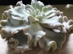 2025年最新】クリスペートビューティの人気アイテム - メルカリ