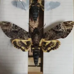 2025年最新】標本 蝶 ベトナムの人気アイテム - メルカリ