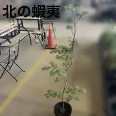 山採り共生株。コハウチワカエデとモミジ。 - メルカリ