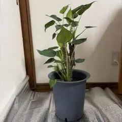 クワズイモ 7号鉢 観葉植物 鉢植え - メルカリ