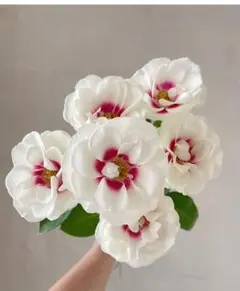 サマーソング 6号スリット ER 芽接ぎ苗 バラ イングリッシュローズ