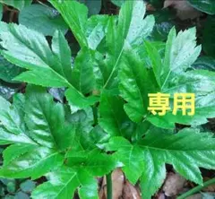 うさぎ　小動物さんに　明日葉　あしたば　150g 10.31