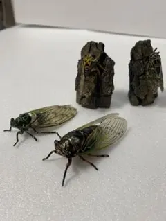 2026年最新】蝉 標本の人気アイテム - メルカリ