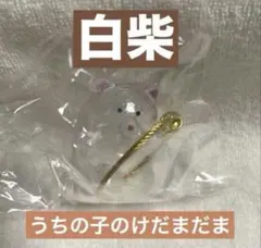 うちの子のけだまだま　白柴