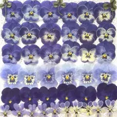 Item thumbnail for item 3d5ea808-2720-4cbe-99da-7ffa5d550953