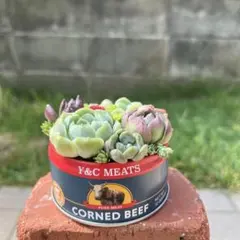 ★速達付き★♡そのまま飾れる♡缶詰型ブリキ♬多肉植物寄せ植え╰(*´︶`*)╯♡のサムネイル