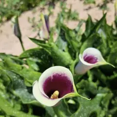 mokochin様 リクエスト 2点 まとめ商品