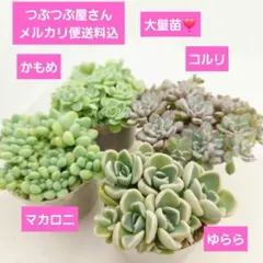 ㉗大量苗❣️マカロニ❣️ゆらら❣️コルリ❣️かもめ❣️発根済み!メルカリ便送料込