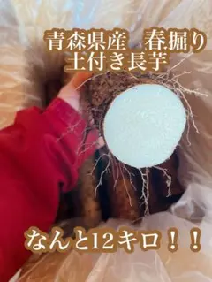 青森県産　土付き 春掘り 長芋12キロ　泥付き　ながいも　山芋