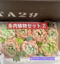 ② 多肉植物 韓国カット苗セット 多肉植物詰め合わせセット
