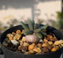 6856Xbnh様 リクエスト 2点 まとめ商品