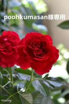 poohkumasan様専用