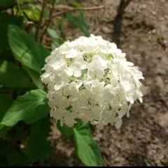 madoka様 リクエスト 2点 まとめ商品