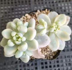 さつまいもママ様 リクエスト 4点 まとめ商品