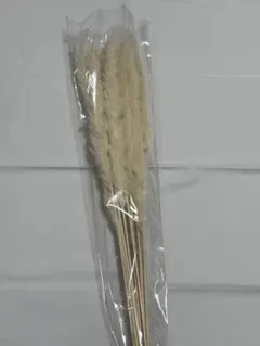 ホワイトパンパスグラス 10本セット