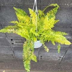 キャリー様 リクエスト 2点 まとめ商品