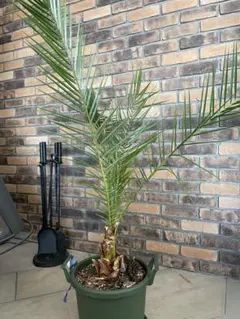 2026年最新】カナリーヤシの人気アイテム - メルカリ