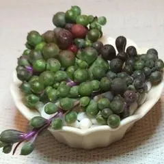 ムラサキブドウ　レア品種　韓国苗　多肉植物