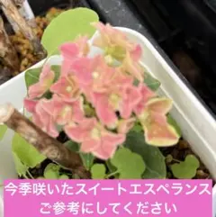 2026年最新】斑入り葉アジサイの人気アイテム - メルカリ
