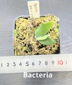 K*J様 ビカクシダ　バクテリア　子株 Yahoo!オークション - D6 ビカクシダ バクテリア 胞子培養苗 P