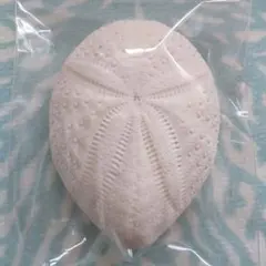 2025年最新】ブンブク ウニ殻の人気アイテム - メルカリ