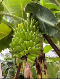 そうとき様専用出品 ドワーフナムワ ナムワアイス 2本セット