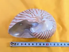 天然 オウムガイ 殻 標本 インテリア 貝殻 18cm 自然素材 - メルカリ