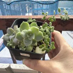 多肉植物寄せ植え　抜き苗　ラBのサムネイル